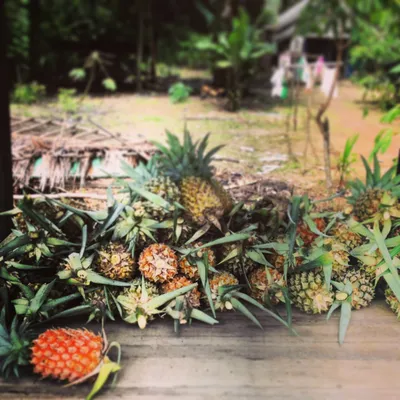 Borneo