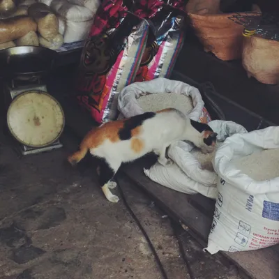 Borneo
